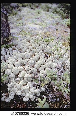 Stock Photograph - White moss. Fotosearch
