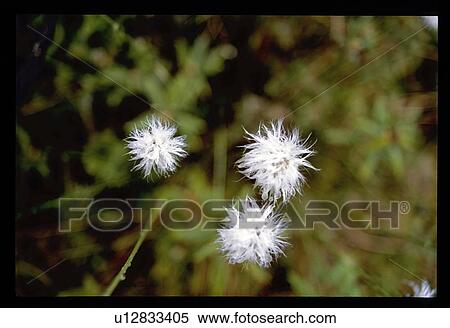 White weeds View Large Photo Image Stock Photography - White weeds. Fotosearch