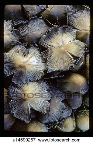Stock Photo - Wild Mushrooms. Fotosearch
