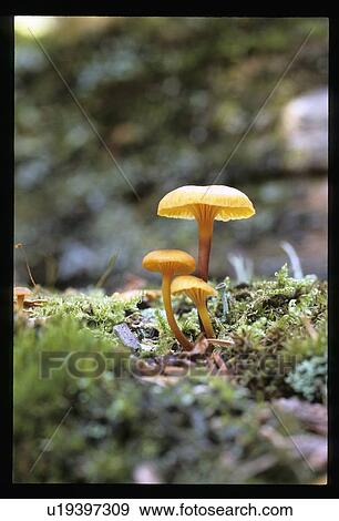 Stock Photo - Wild mushrooms. Fotosearch