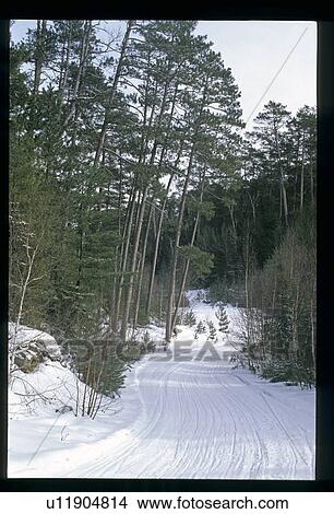 Winter trail through trees View Large Photo Image Picture - Winter trail through trees. Fotosearch