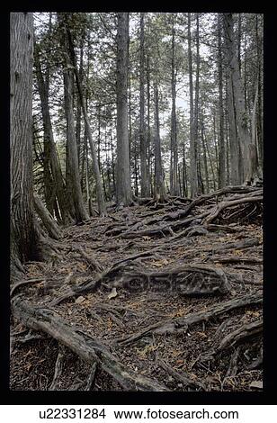 Woods View Large Photo Image Picture - Woods. Fotosearch