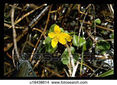 Yellow flower View Large Photo Image Picture - Yellow flower. Fotosearch