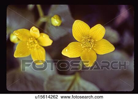 Yellow flower View Large Photo Image Stock Image - Yellow flower. Fotosearch