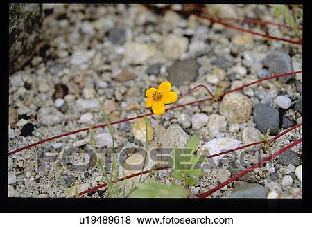 Yellow flower View Large Photo Image Stock Photo - Yellow flower. Fotosearch