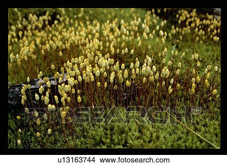 Yellow flowers View Large Photo Image Picture - Yellow flowers. Fotosearch