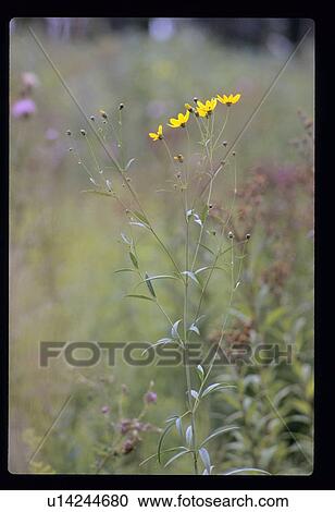 Stock Image - Yellow flowers. Fotosearch