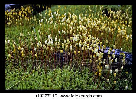 Yellow flowers View Large Photo Image Stock Image - Yellow flowers. Fotosearch
