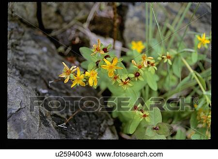 Yellow flowers View Large Photo Image Stock Image - Yellow flowers. Fotosearch