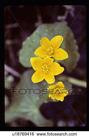 Yellow flowers View Large Photo Image Stock Photograph - Yellow flowers. Fotosearch