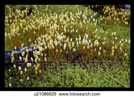 Yellow plants View Large Photo Image Stock Photo - Yellow plants. Fotosearch
