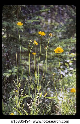 Yellow wildflowers View Large Photo Image Picture - Yellow wildflowers. Fotosearch
