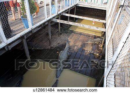 Alligators View Large Photo Image Picture - Alligators. Fotosearch