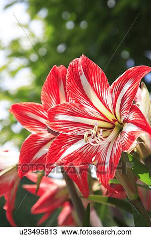 Amaryllis Flowers View Large Photo Image Stock Image - Amaryllis Flowers. Fotosearch