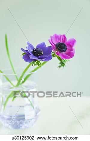 Stock Image - Anemone Flowers. Fotosearch