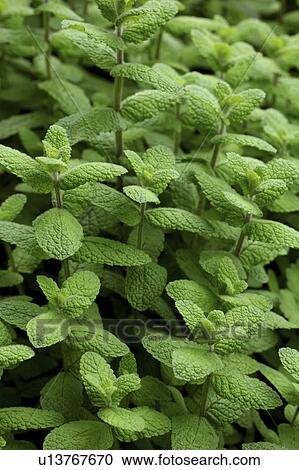 Apple Mint View Large Photo Image Stock Image - Apple Mint. Fotosearch