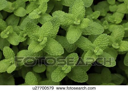 Apple Mint View Large Photo Image Stock Photo - Apple Mint. Fotosearch