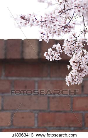 Apricot blossoms View Large Photo Image Stock Image - Apricot blossoms. Fotosearch
