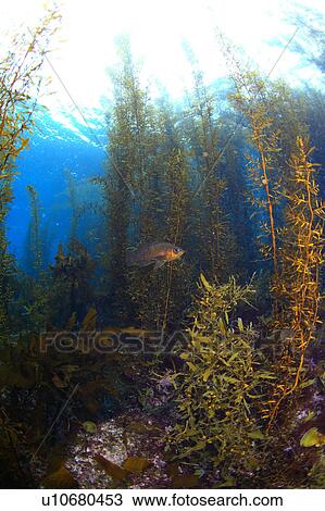 Aquatic Plants View Large Photo Image Stock Image - Aquatic Plants. Fotosearch