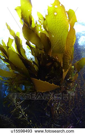 Stock Image - Aquatic Plants. Fotosearch