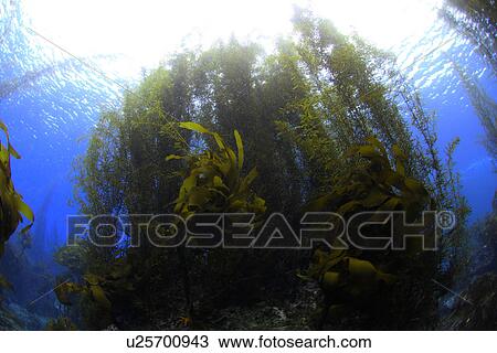 Aquatic Plants View Large Photo Image Stock Image - Aquatic Plants. Fotosearch