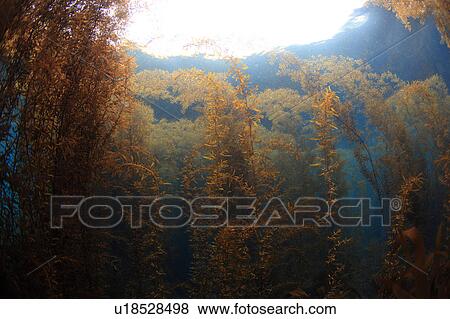 Aquatic Plants View Large Photo Image Stock Photo - Aquatic Plants. Fotosearch