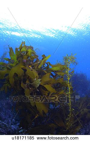 Aquatic Plants View Large Photo Image Stock Photography - Aquatic Plants. Fotosearch