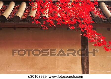 Autumnal Maple Tree at Nison-in Temple View Large Photo Image Stock Photo - Autumnal Maple Tree at Nison-in Temple. Fotosearch