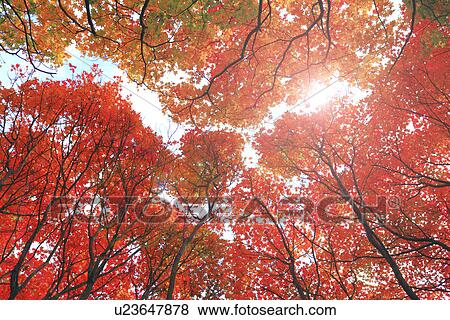 Autumnal Maple Trees View Large Photo Image Stock Photo - Autumnal Maple Trees. Fotosearch