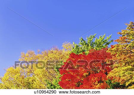 Autumnal Trees Against Sky View Large Photo Image Stock Image - Autumnal Trees Against Sky. Fotosearch