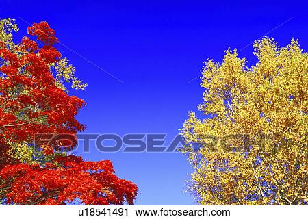 Autumnal Trees Against Sky View Large Photo Image Stock Image - Autumnal Trees Against Sky. Fotosearch
