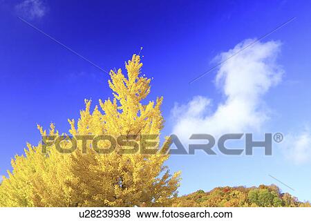 Stock Photo - Autumnal Trees Against Sky. Fotosearch