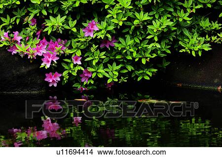 Picture - Azalea Blossoms Over Pond Withy Carps. Fotosearch
