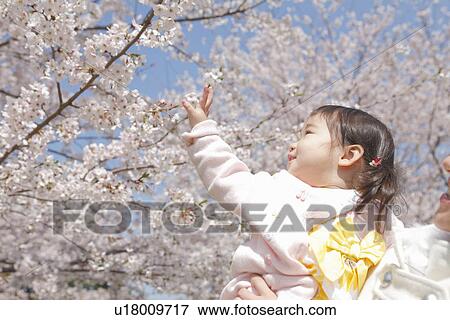 Baby Girl Touching Cherry Blossoms View Large Photo Image Stock Photo - Baby Girl Touching Cherry Blossoms. Fotosearch