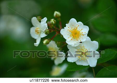 Stock Photograph - Baby Rose Flowers. Fotosearch
