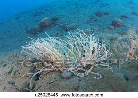 Baby Three-spot Dancyllus and Clownfish in Sea Anemone View Large Photo Image Stock Photography - Baby Three-spot Dancyllus and Clownfish in Sea Anemone. Fotosearch