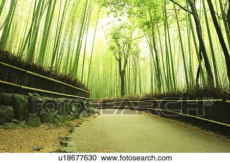 Stock Image - Bamboo Forest. Fotosearch