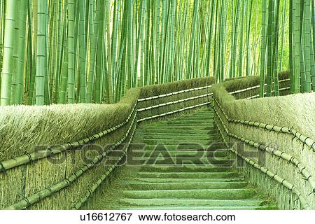 Stock Photo - Bamboo Forest. Fotosearch