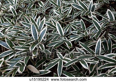 Picture - Bamboo Grass. Fotosearch