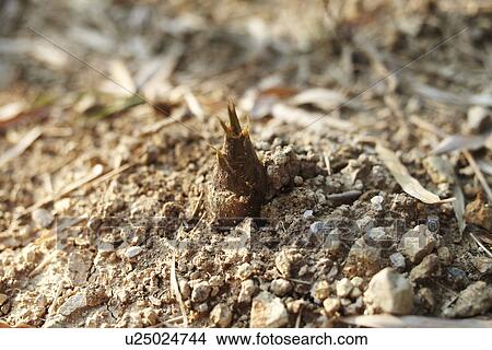 Bamboo Shoot View Large Photo Image Picture - Bamboo Shoot. Fotosearch