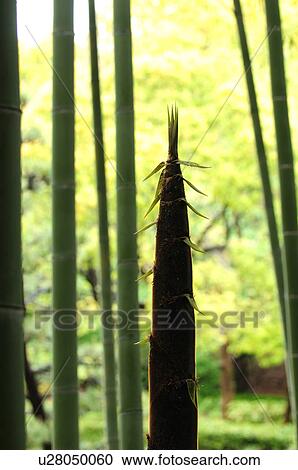 Stock Image - Bamboo Shoot. Fotosearch