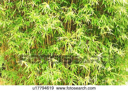 Stock Photo - Bamboo. Fotosearch
