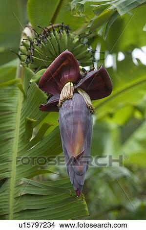 Banana Tree Flower View Large Photo Image Picture - Banana Tree Flower. Fotosearch