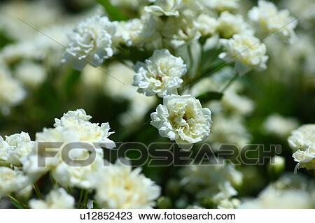 Stock Image - Banksia Rose Flowers. Fotosearch