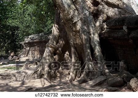 Banyan Tree Roots over Ruin View Large Photo Image Stock Image - Banyan Tree Roots over Ruin. Fotosearch