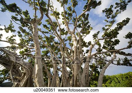 Stock Image - Banyan Tree. Fotosearch