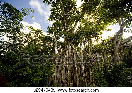 Banyan Tree View Large Photo Image Stock Photography - Banyan Tree. Fotosearch
