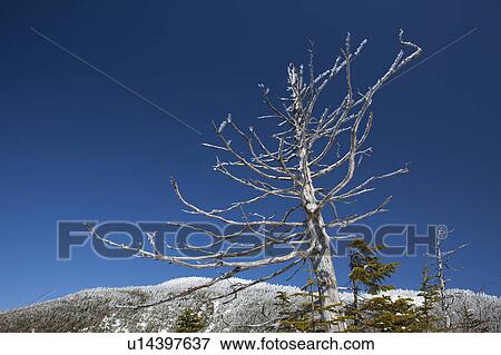 Bare Tree in Mountains View Large Photo Image Stock Photo - Bare Tree in Mountains. Fotosearch