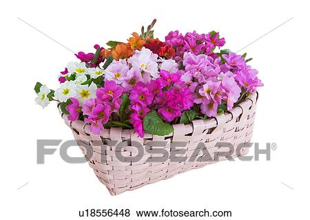 Stock Photo - Basket of Pink Flowers. Fotosearch