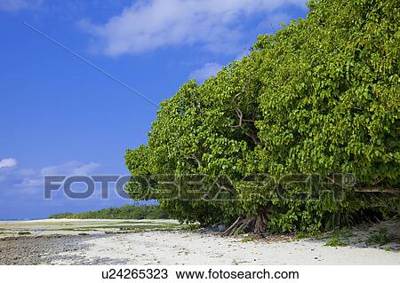 Beach View Large Photo Image Stock Image - Beach. Fotosearch